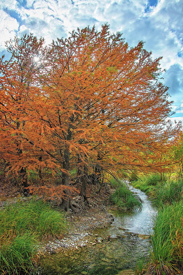 Fall Cypress Trees by the Creek - Vertical by Lynn Bauer Photograph by Lynn Bauer