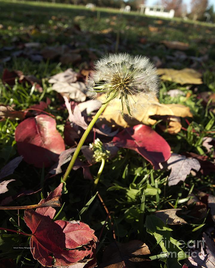 Fall Dandelion Seeds Photograph by Richard Thomas
