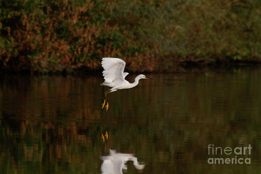 Fall days spent with an Egret Photograph by Ruth Jolly