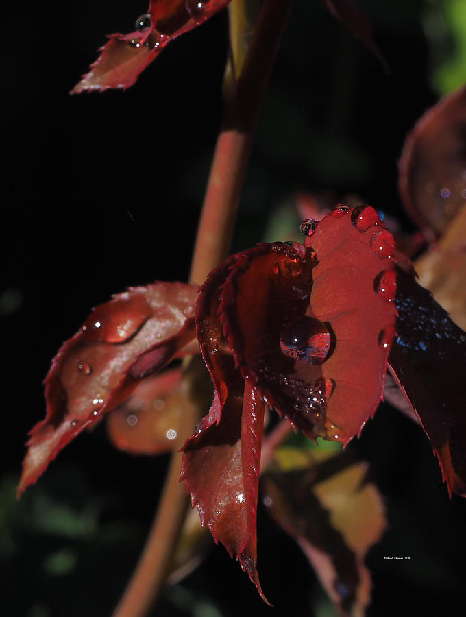 Fall Dewdrops Photograph by Richard Thomas