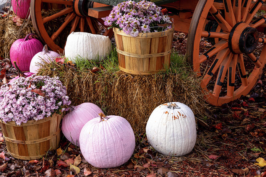 Fall Display of Pink Pumpkins and Flowers Photograph by Teri Virbickis