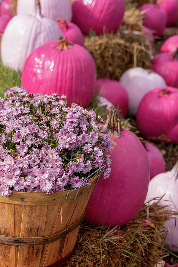 Fall Display of Pink Pumpkins and Mum Flowers Photograph by Teri Virbickis