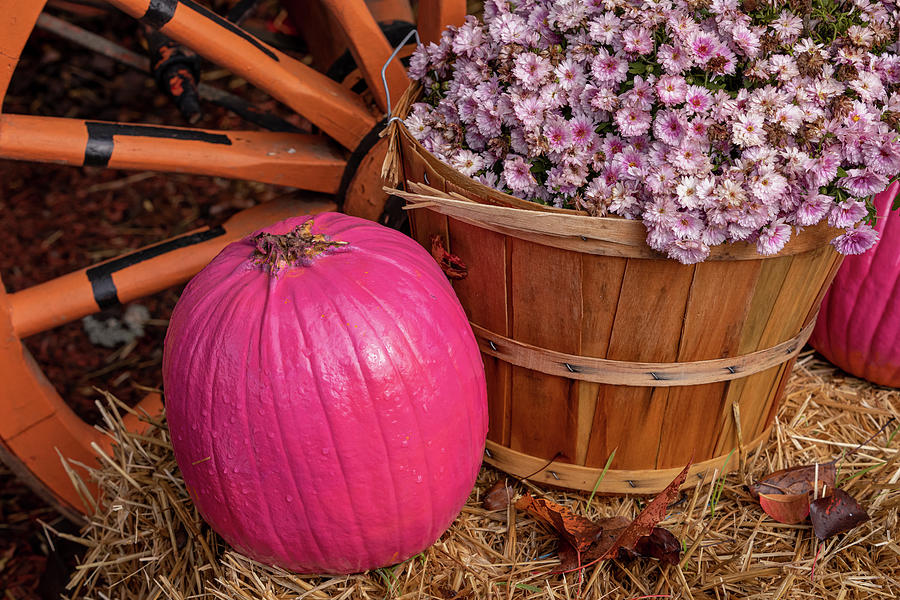 Fall Display with Bright Pink Pumpkins and Pink Mums Photograph by Teri Virbickis