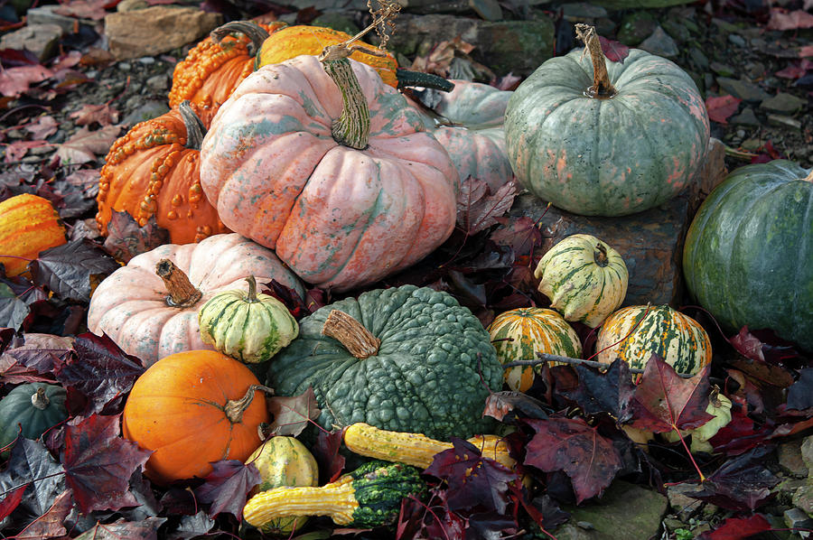 Fall Display with Colorful Ornamental Gourds And Pumpkins 1 Photograph by Jenny Rainbow