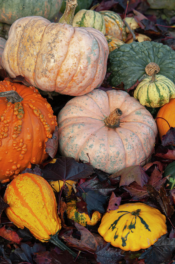 Fall Display with Colorful Ornamental Gourds And Pumpkins Photograph by Jenny Rainbow