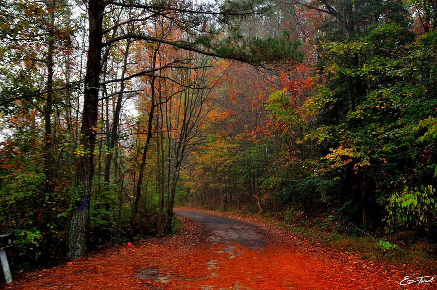 Fall Driveway Photograph by Eric Towell