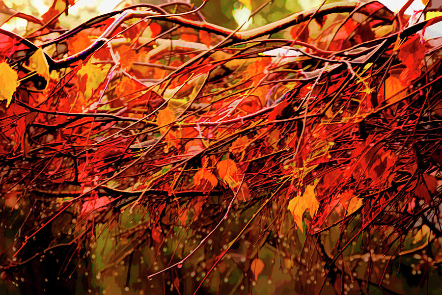 Fall Drops Photograph by Pamela Dunn-Parrish