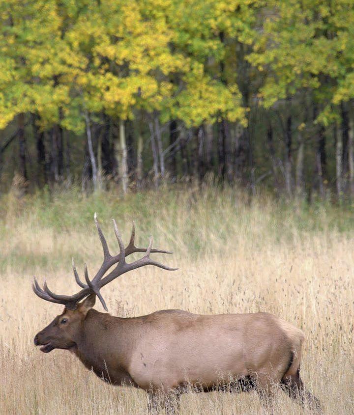 Fall Elk at RMNP Photograph by Brian Howerton