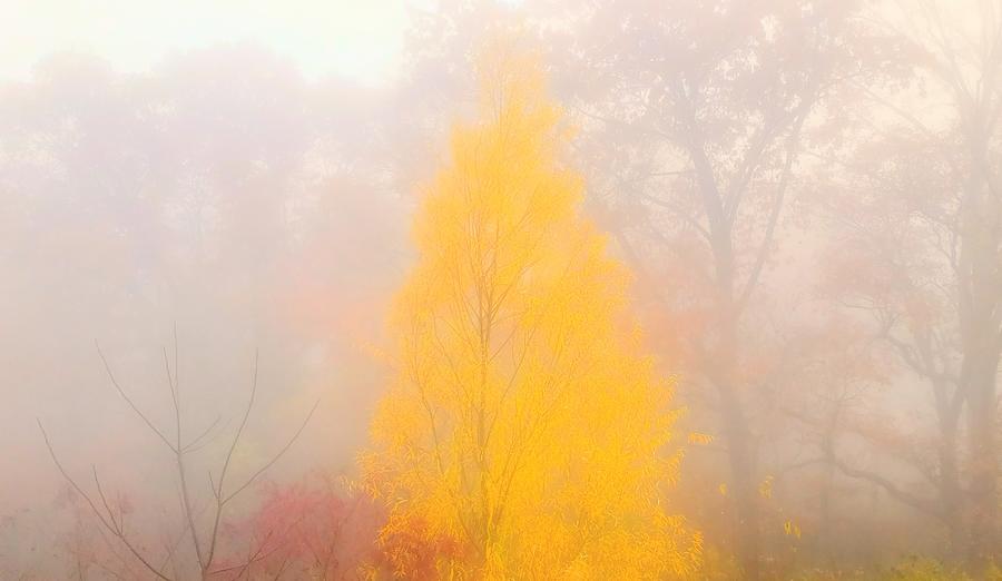 Fall Fading Into the Mist  Photograph by Paul Kercher