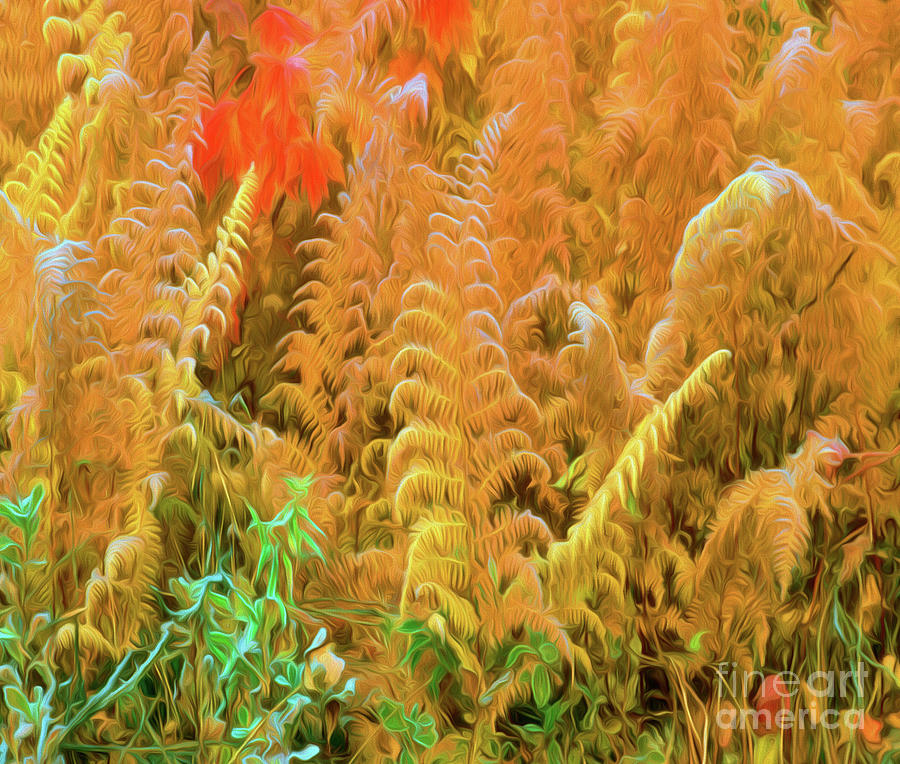 Fall Ferns Photograph by George Robinson