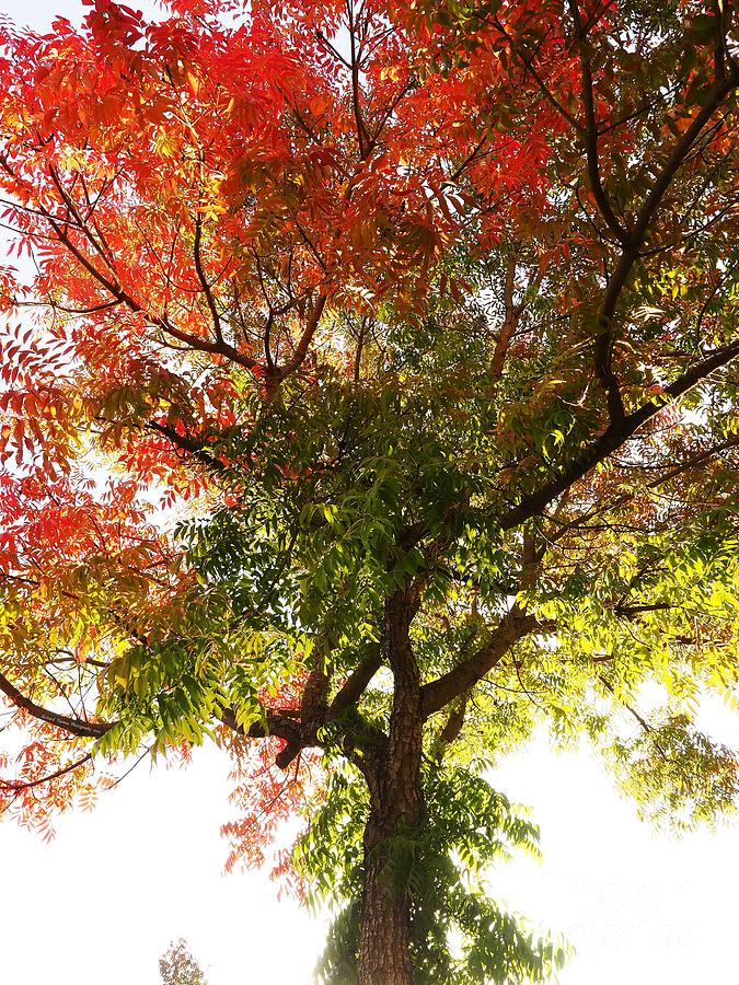 Fall Filled Tree Photograph by Richard Thomas