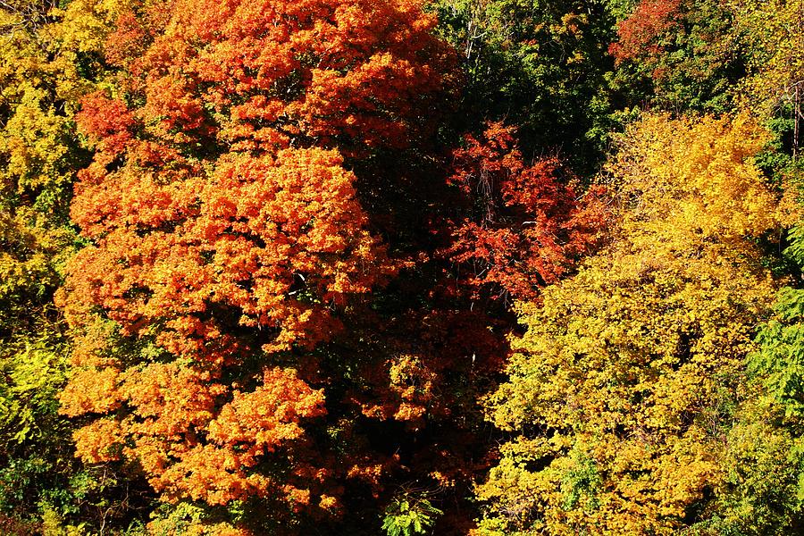 Fall Fireworks Photograph by Lynette Sieler - Fine Art America