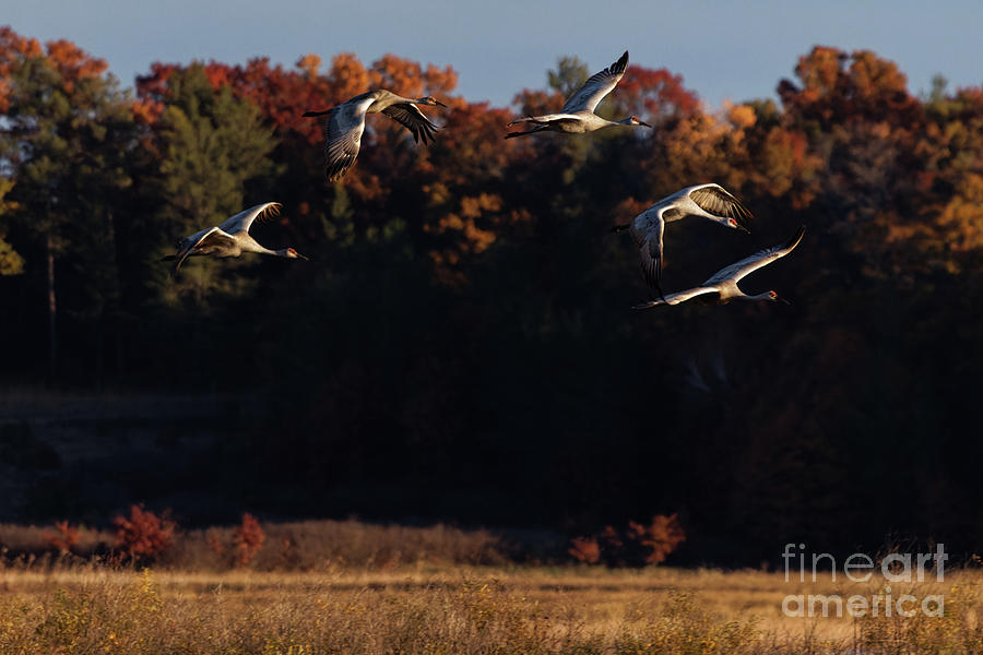 Fall Flight of Sandhill Crane Flock Photograph by Natural Focal Point Photography