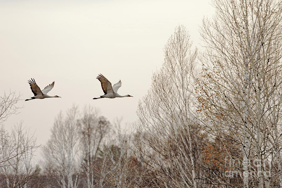 Fall Flight of Sandhill Crane Photograph by Natural Focal Point Photography