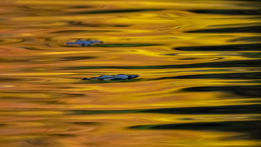 Fall Floater Photograph by Linda Bonaccorsi