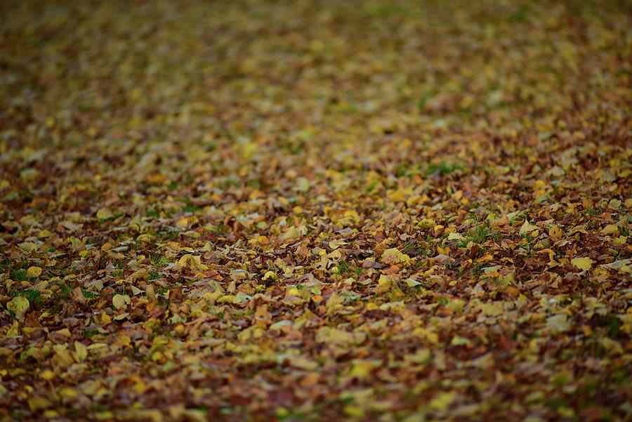 Fall Flooring By Autumn Photograph