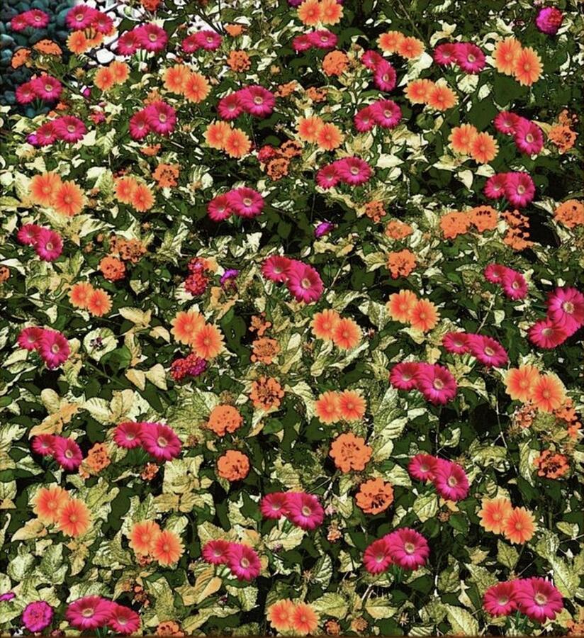 Fall Flowers Photograph by Cherry Vercher Fall Flowers Photograph by Cherry Vercher