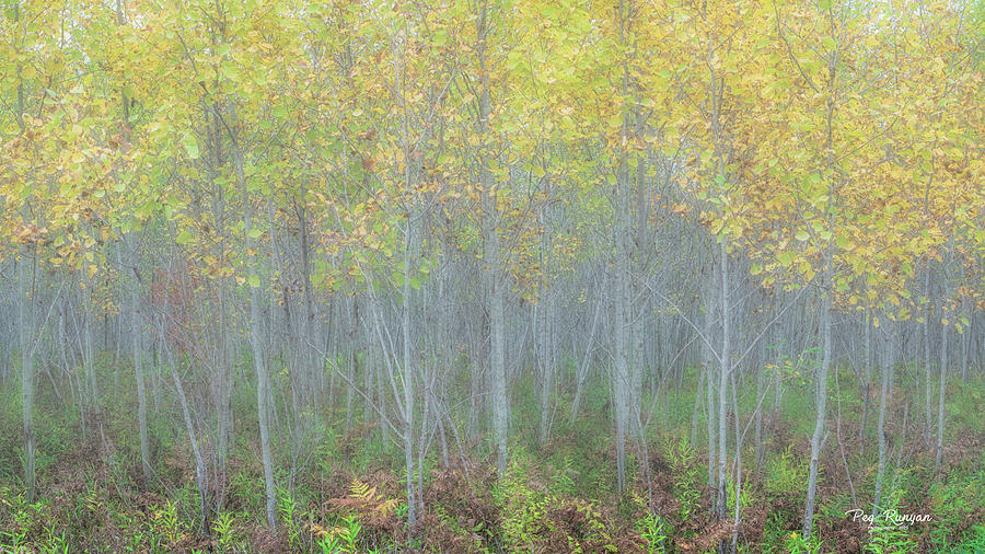 Fall Fog Photograph by Peg Runyan