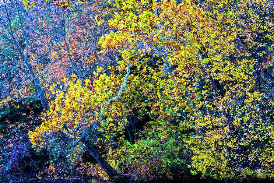Fall Foliage 2022 Photograph by Brian Wallace