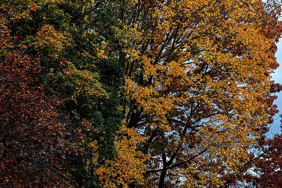 Fall Foliage 71 Photograph