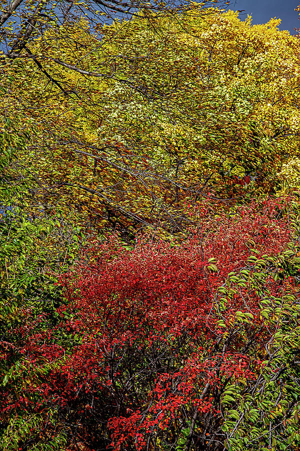 Fall Foliage 75 Photograph