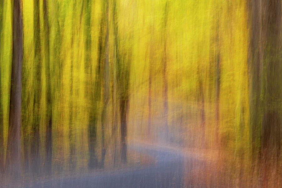 Fall Foliage Abstract Photograph by Susan Candelario