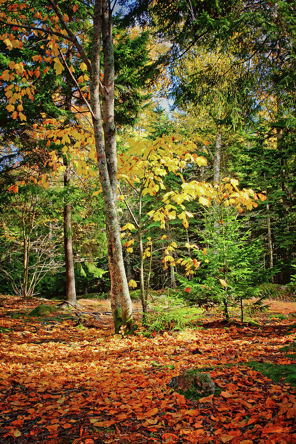 Fall Foliage - Acadia National Park - Glen Photograph by Nikolyn McDonald