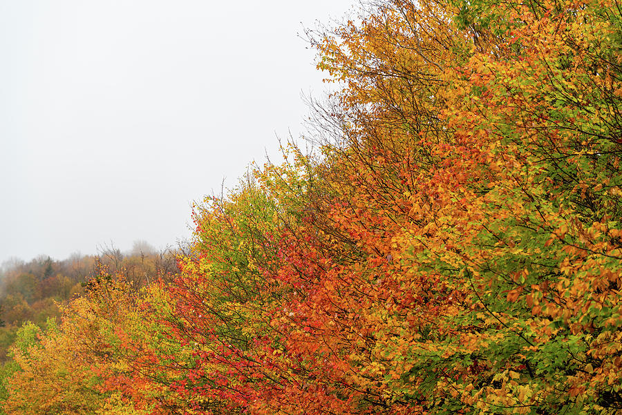 Fall Foliage against an Overcast Sky Photograph by William Dickman