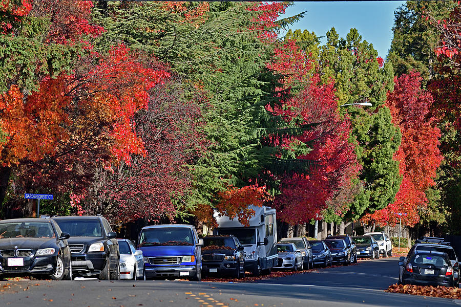 Fall Foliage Along The Road - Cupertino Photograph by Amazing Action Photo Video