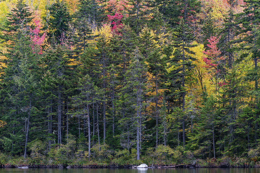 Fall Foliage And Forest On Kettle Pond In Groton, Vermont Photograph