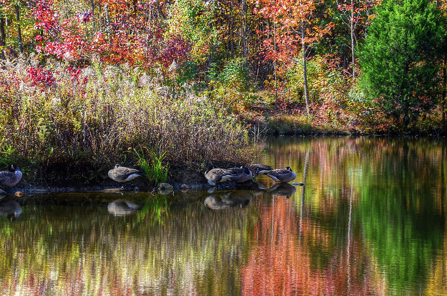 Fall foliage at lake Photograph by Ronda Ryan