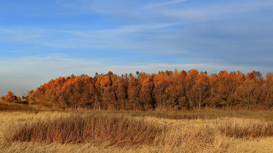 Fall Foliage at San Luis NWR Photograph by Amazing Action Photo Video