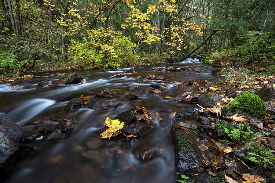 Fall Foliage at Trout Lake Creek Photograph by Michael Russell