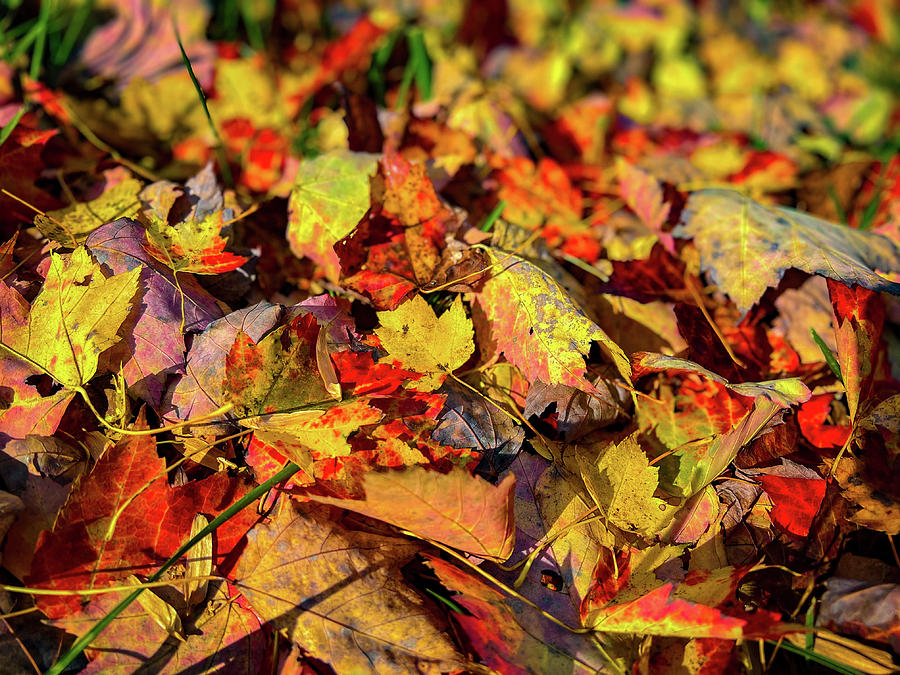 Fall Foliage Photograph by Bob Mintie