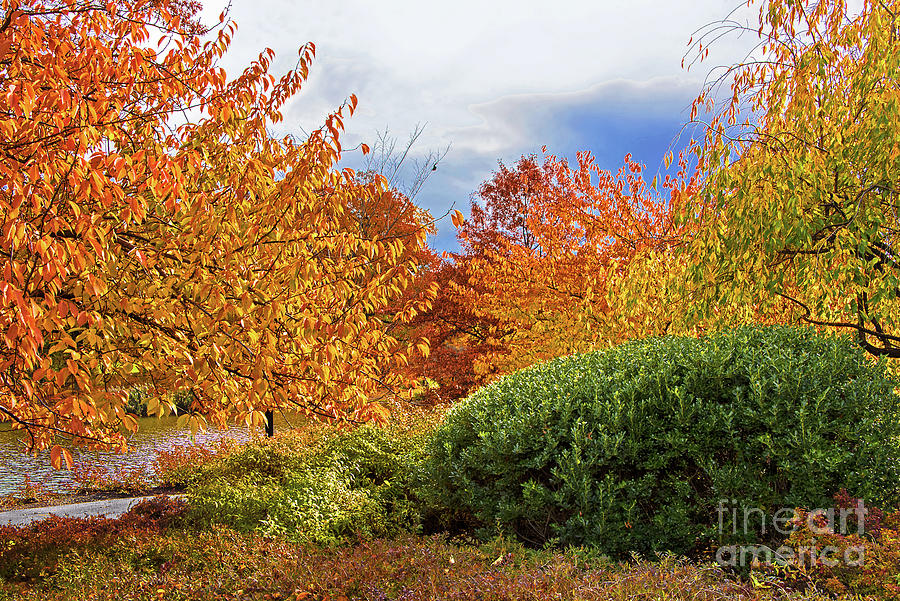 Fall Foliage  Branch Brook Park Nj Photograph