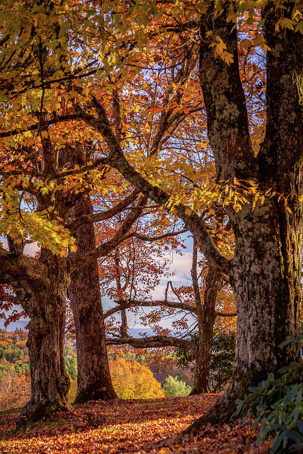 Fall Foliage Photograph by Cindy Robinson