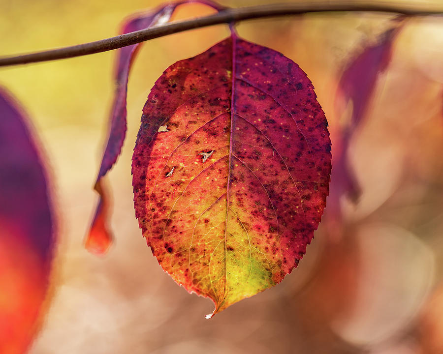 Fall Foliage Close Up Photograph by Amelia Pearn