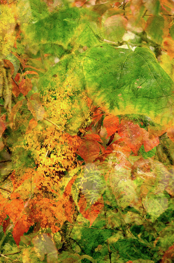 Fall Foliage Collage Digital Art by Kristin Hatt