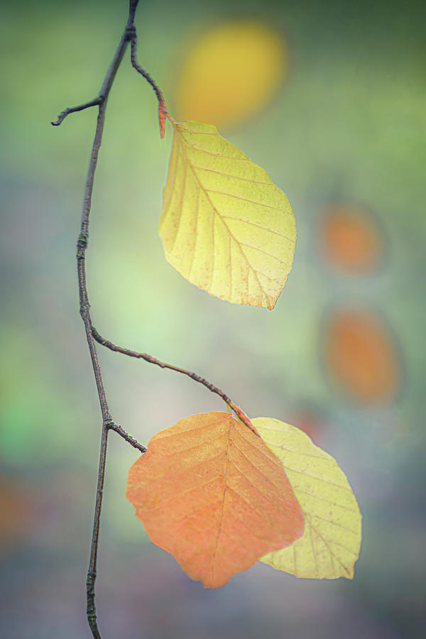 Fall Foliage Photograph by Don Schwartz