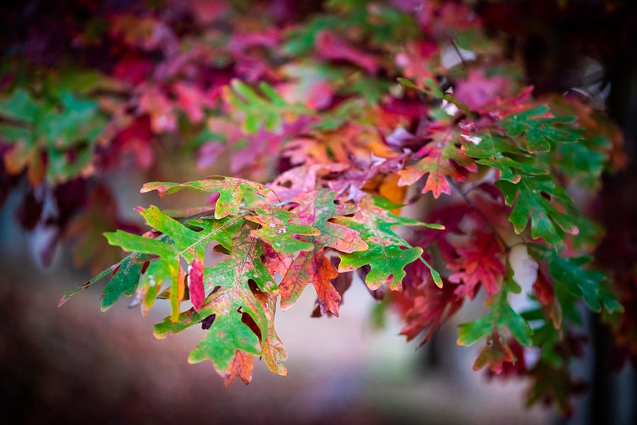 Fall Foliage Photograph by Evan Foster