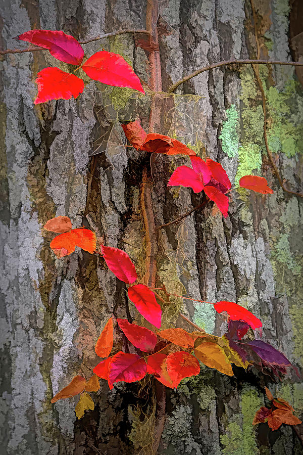 Fall Foliage Hilton Head Photograph by Jerry Griffin