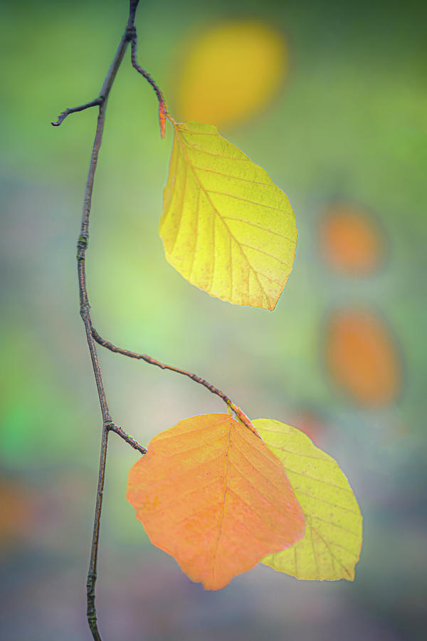 Fall Foliage II Photograph by Don Schwartz