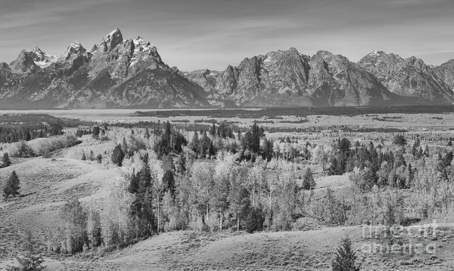 Fall Foliage In The Teton Valley Black And White Photograph by Adam Jewell