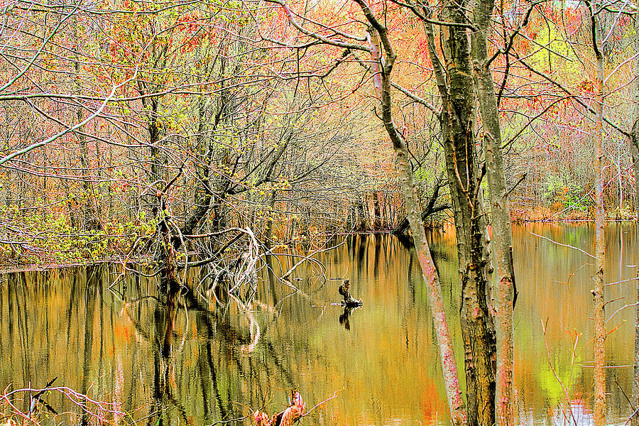 Fall Foliage in Wetlands by Pond Mixed Media by Trudy Wilkerson