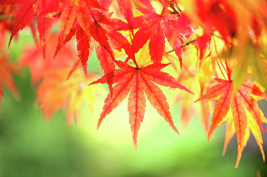 Fall Photograph - Fall Foliage by Jacky Parker