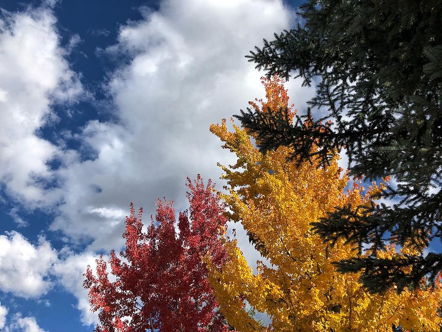 Fall Foliage by Keith McGill Fall Foliage by Keith McGill