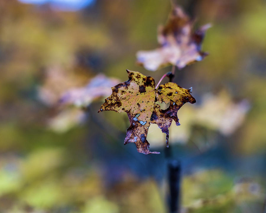 Fall Foliage - Maple Leaf Photograph by Amelia Pearn