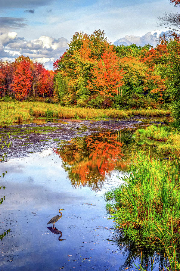 Fall Foliage Massachusetts USA Photograph by Paul James Bannerman