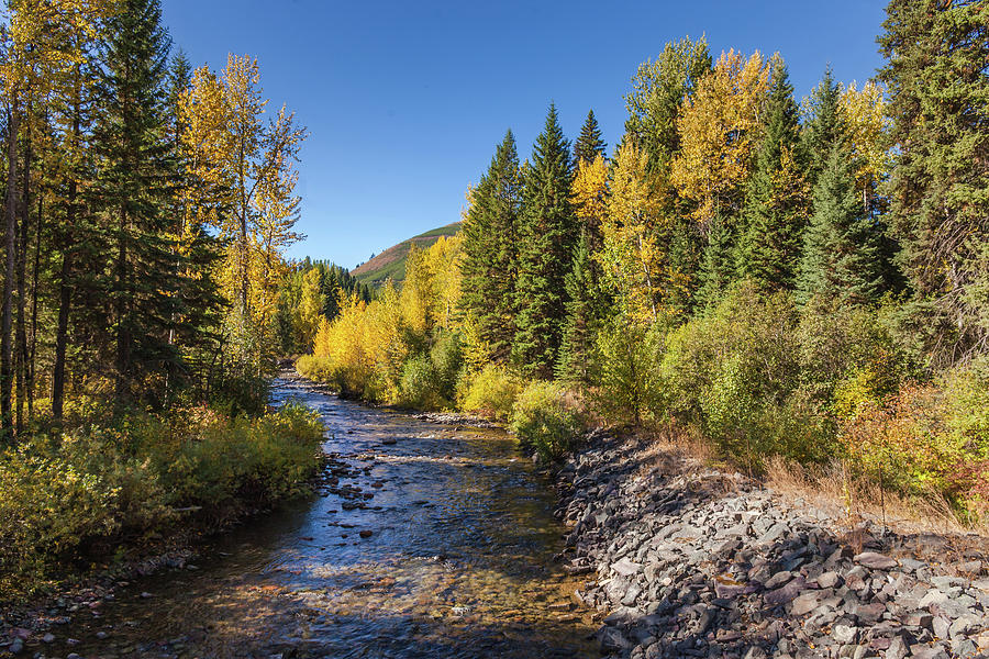 Fall Foliage Montana Photograph by Cliff Wassmann Pixels