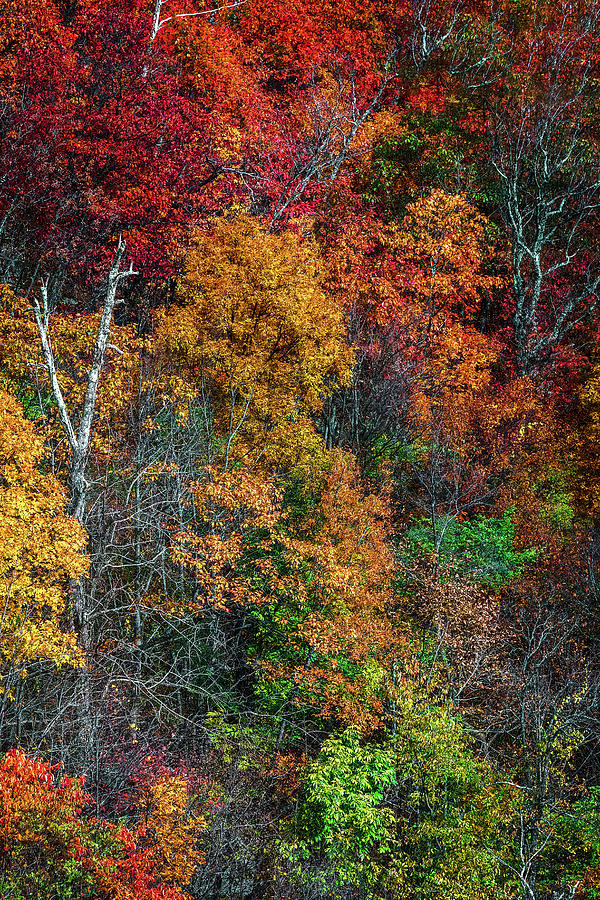 Fall Foliage of Shenandoah Photograph by Nandor Nagy - Fine Art America